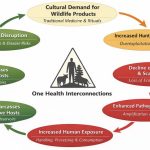 One Health Cycle